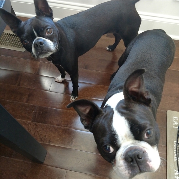 🐾🐾 Thank-Q For Shopping Small Bizniz!!! 🐾 - Picture 4 of 6